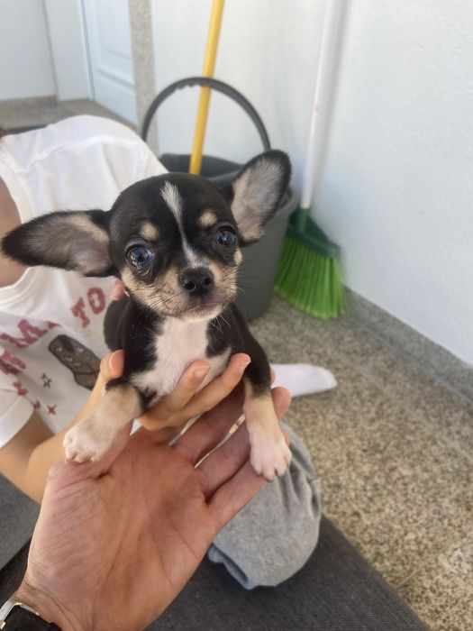 Chihuahua macho top