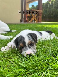 Parson Russell Terrier Piesek Zkwp (FCI)