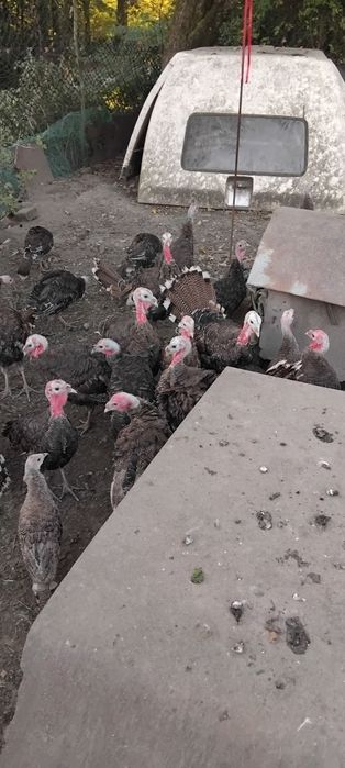 Indory Kanadyjskie - Polecam !!!