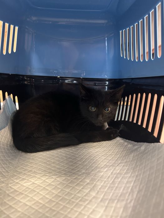 Piekna kicia szuka domu