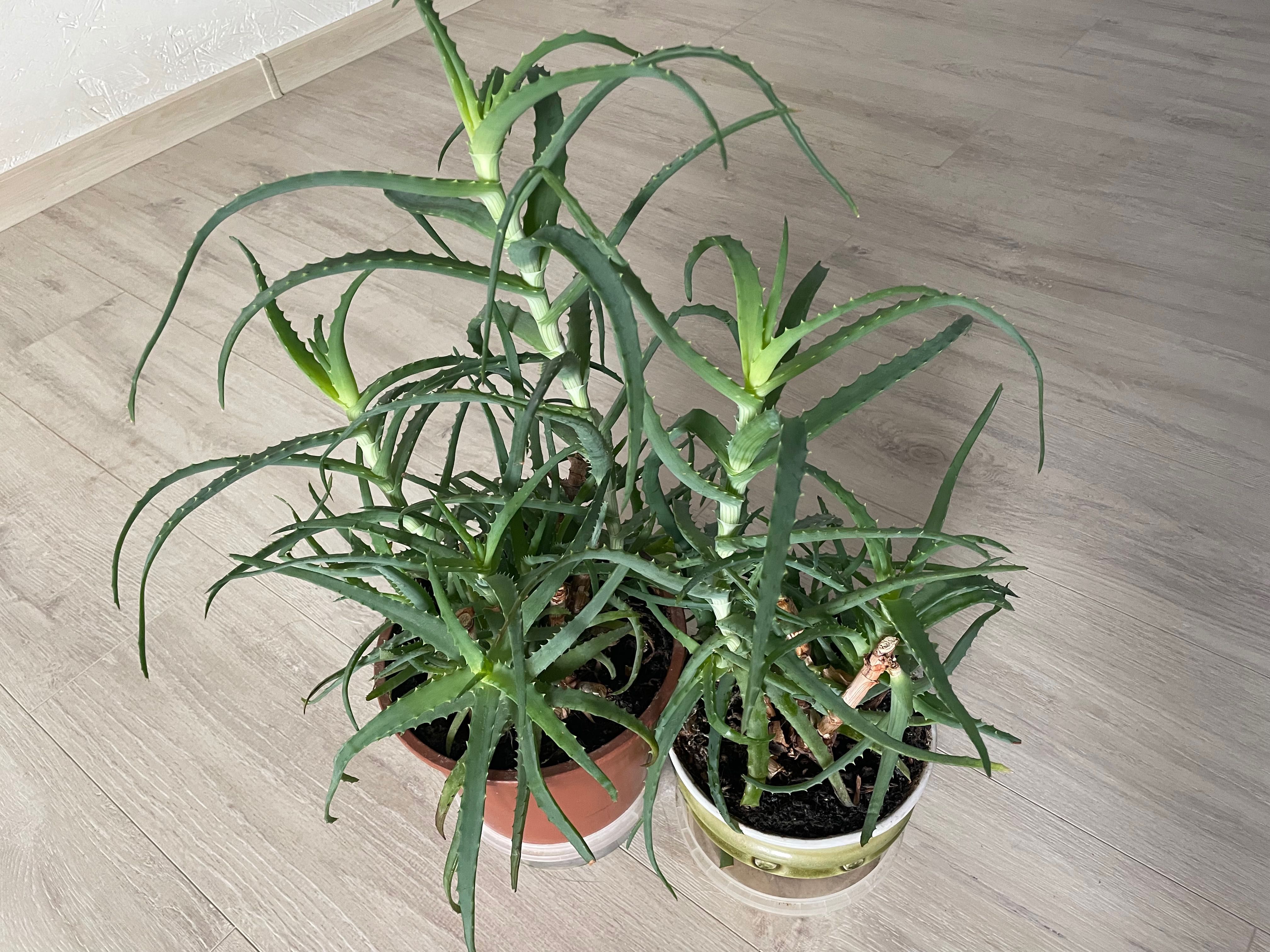 Два вазони алое вера сукулент/кімнатні рослини (продаю з вазонами)