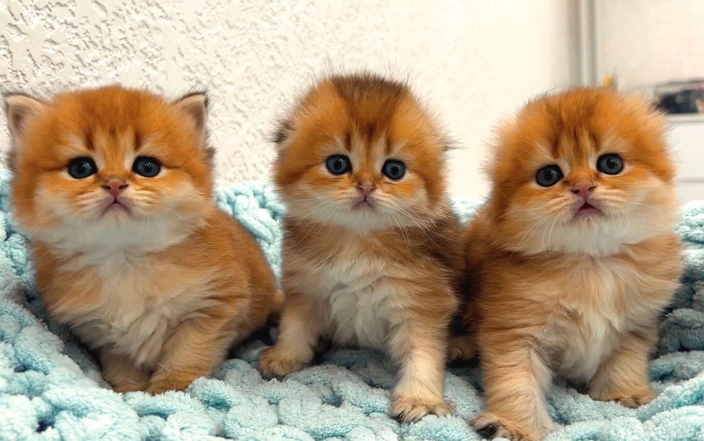 Чистокровные шотландские котята. Вислоухие и прямоухие