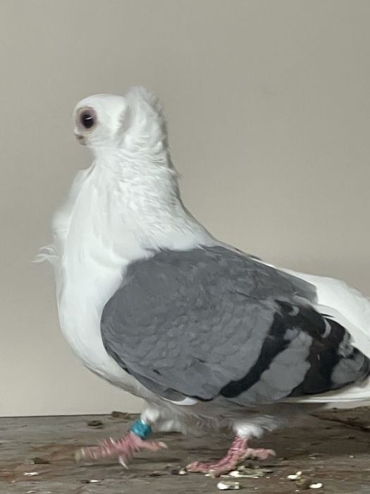 Samica mewka Polska siwa