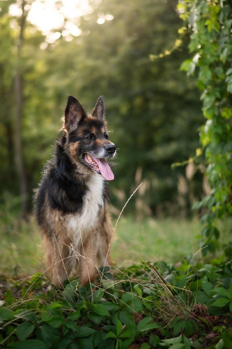 Nero piękny piesek szuka domku