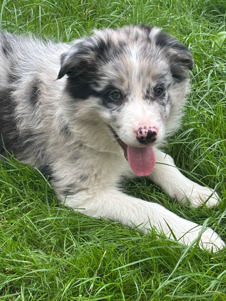 Piesek border collie (blue merle) - do odbioru