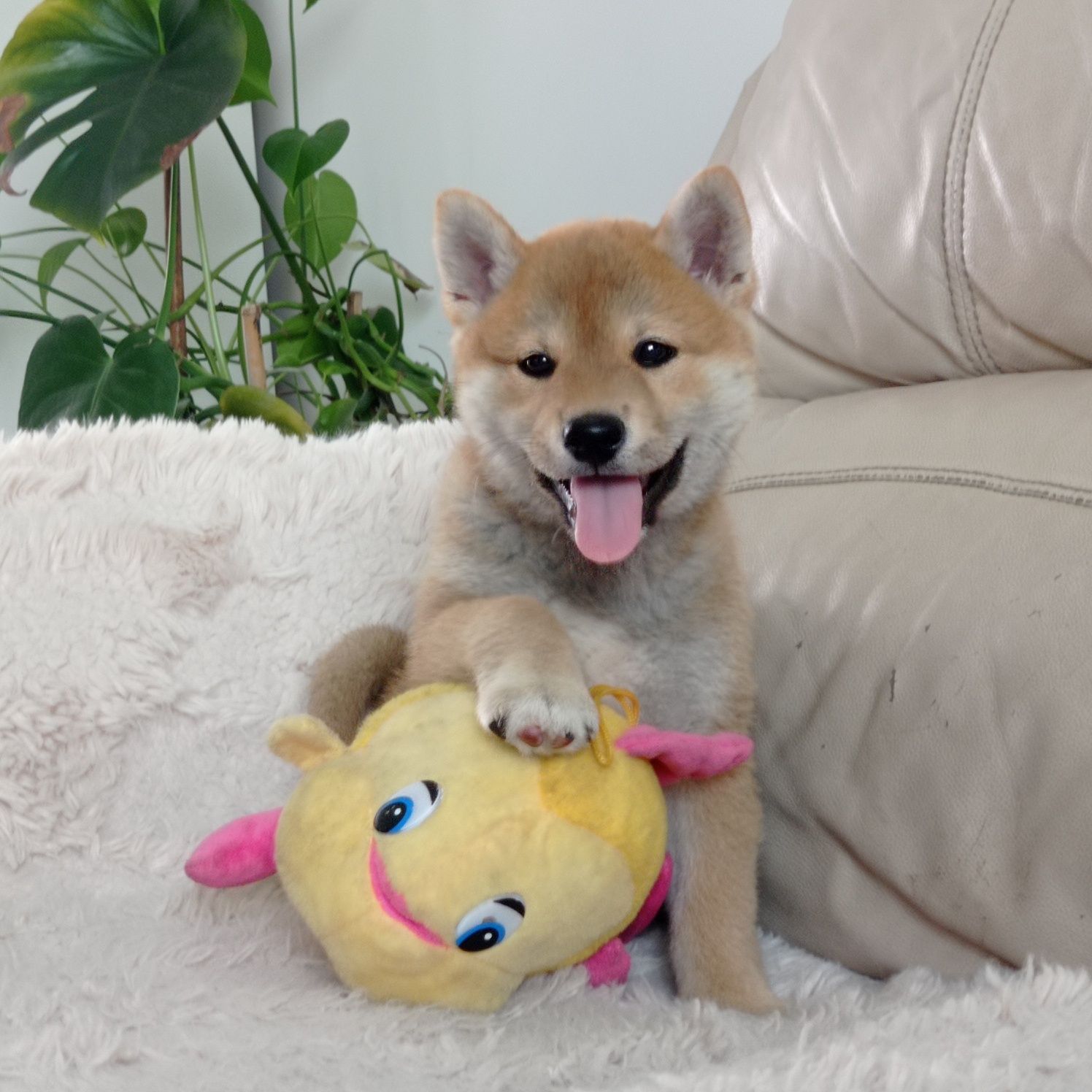 Shiba Inu z rodowodem ZHPR UCI