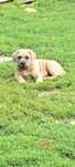 Suczka cane corso