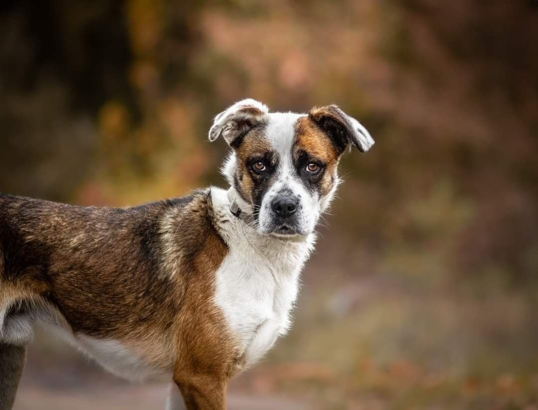 Łaciaty do adopcji!