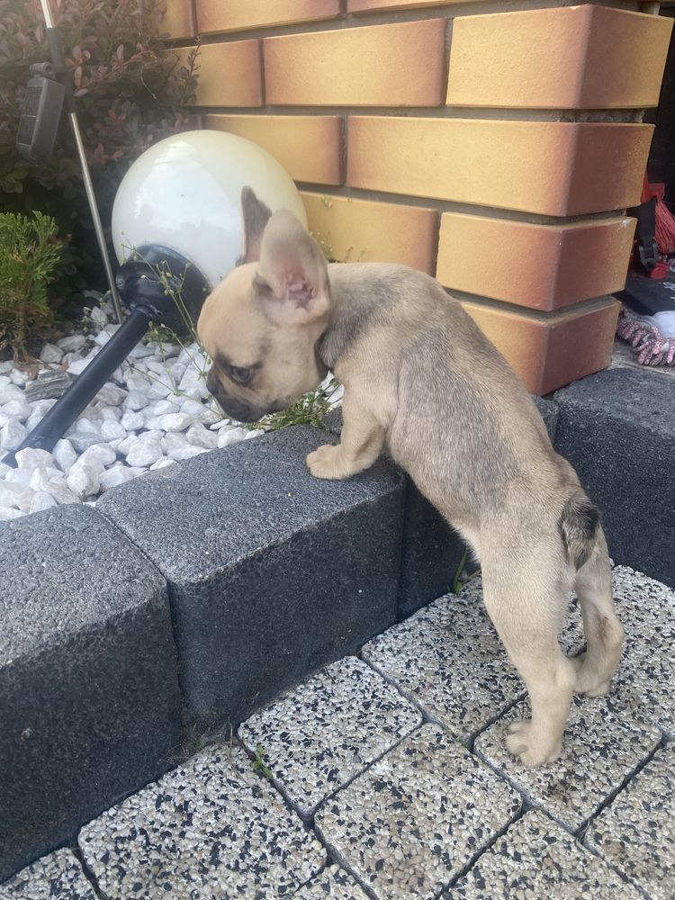 Buldog francuski