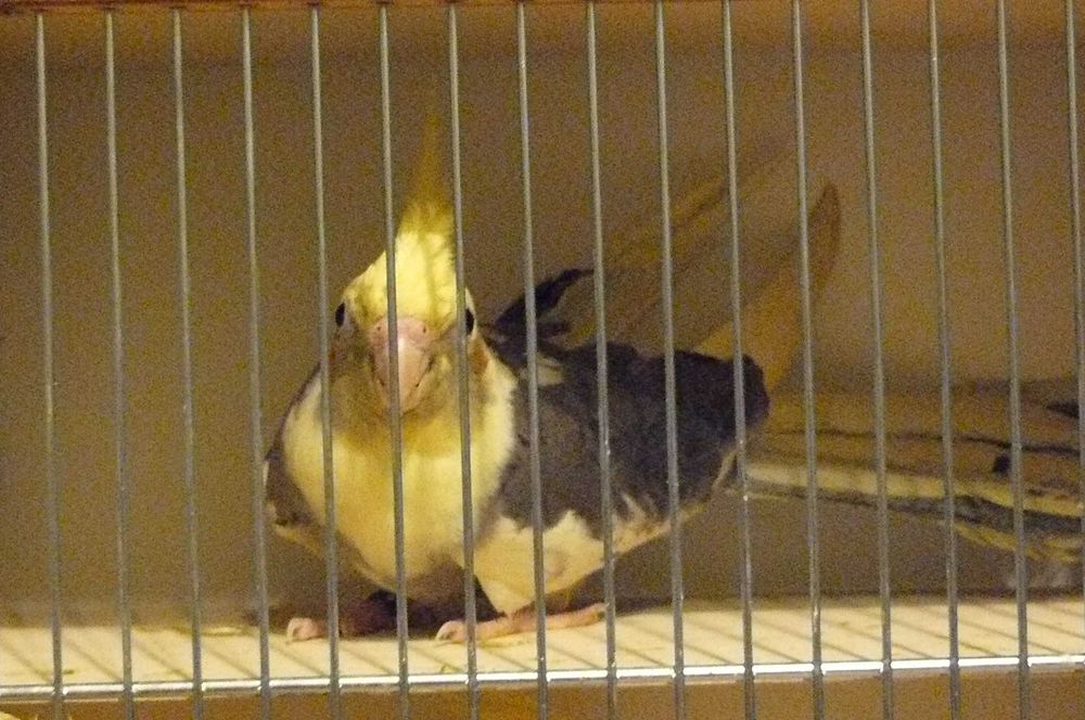 Papugi nimfy lipiec 2025 samce samiczki , możliwe niespokrewnione pary