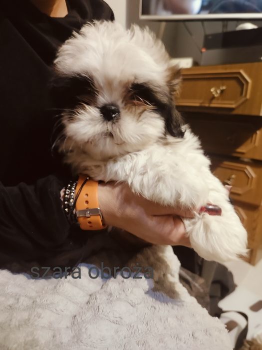 Shih Tzu szczenię- gotowe do pokochania