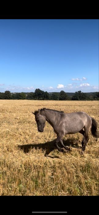 Konik polski klacz- hiszpania