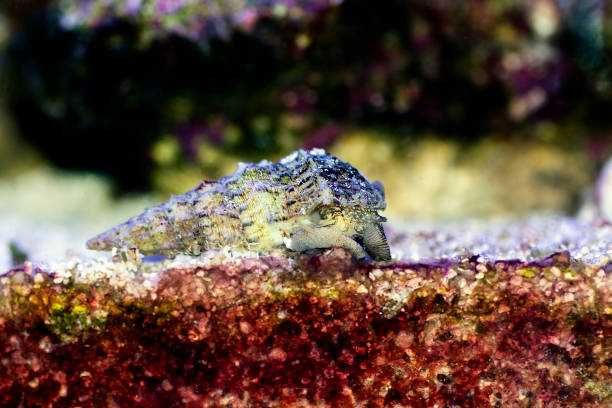 Ślimak morski na cyjano Cerithium caeruleum S/M Akwarium morskie