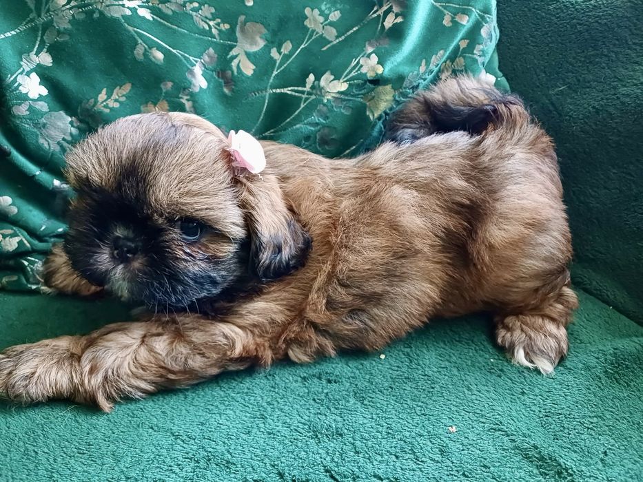 Shih tzu suczka z malowanym oczkiem REZERWACJA