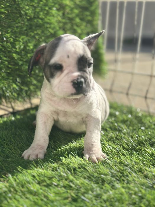 Bulldog frances puro