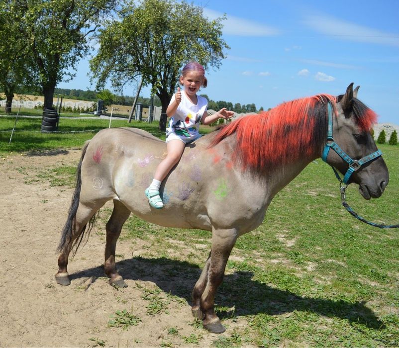 Konik polski, wałach do rekreacji/hipoterapii