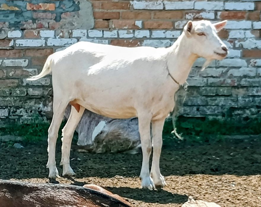 Коза Зааненская  кітна