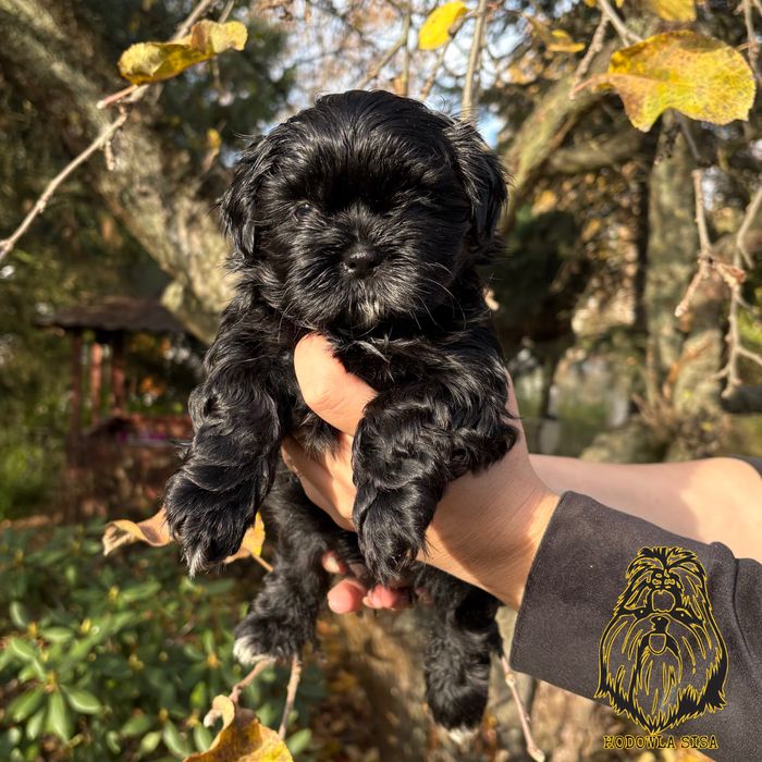 Shih Tzu czarna suczka gen czekoladowy i niebieski