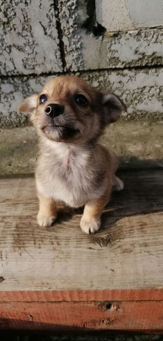 Отдам в хорошие руки