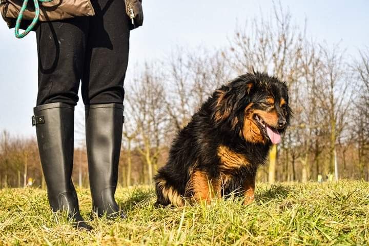 Ta piękna i spokojna sunia szuka swojego nowego Domku!