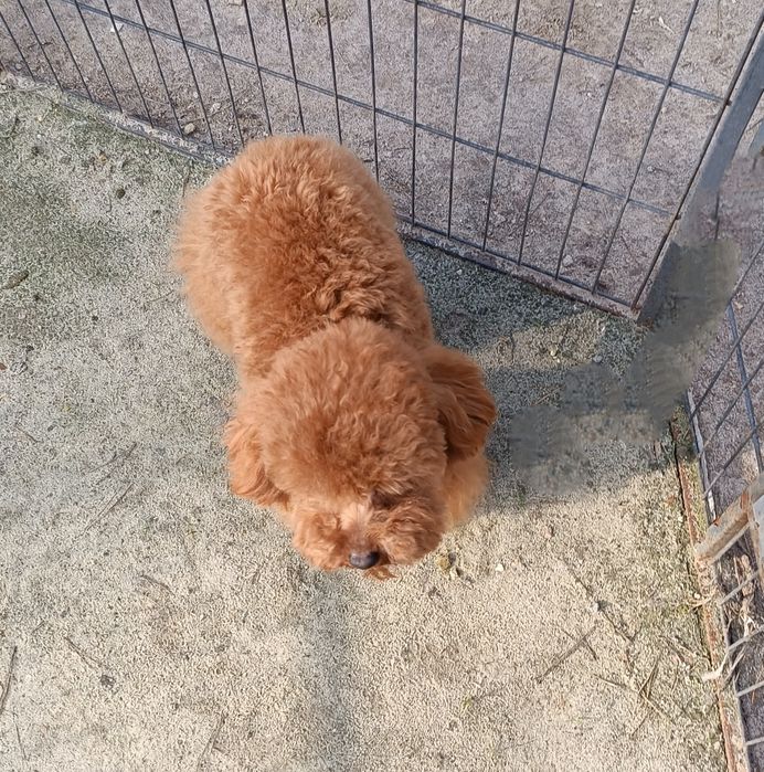 Той пудель, в'язка.