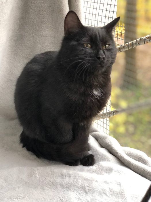 Котик 5 месяцев бесплатно