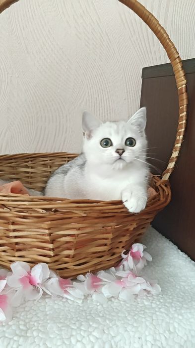 Чистокровні дівчинка і хлопчик сріблясті шиншили