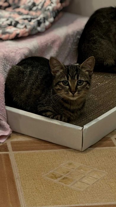 Кошенята в добрі руки | коти | кішки