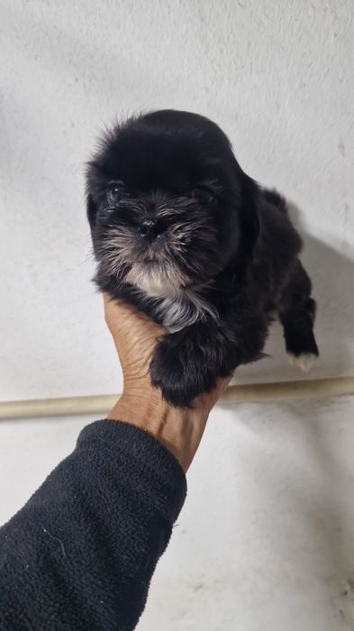 Shih tzu macho puro