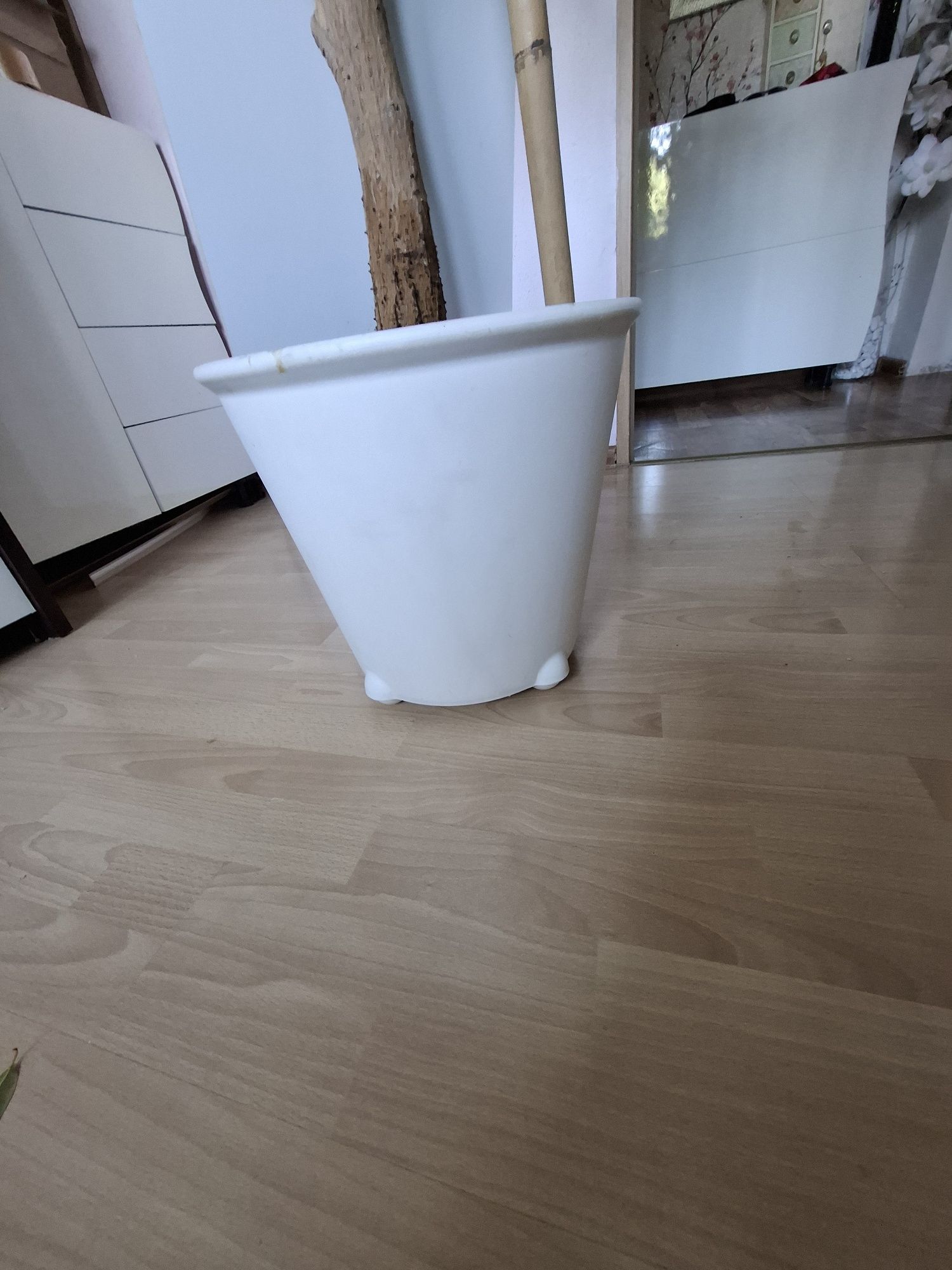 Fikus 2.5 m z doniczka