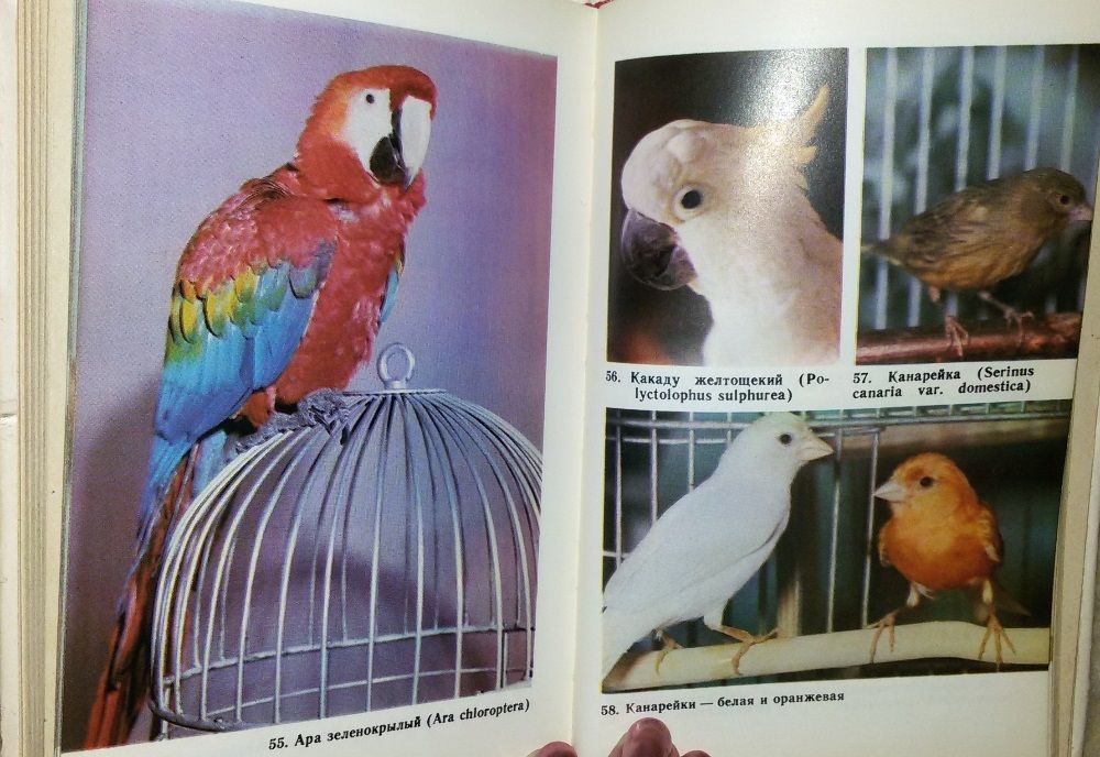 Книга,книги."Справочная  книга по разведению птиц"Рахманов А.