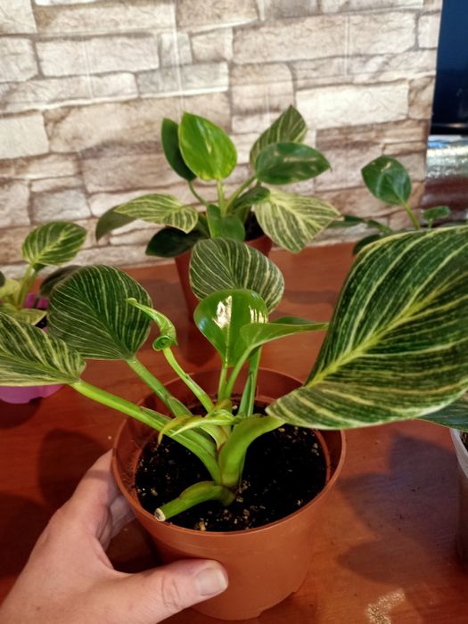 РАСПРОДАЖА Комнатных растений :зензи, монстеры, алоказии