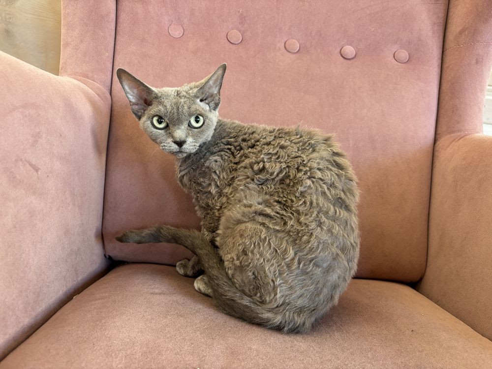 Kotka Devon Rex szuka swoich ludzi