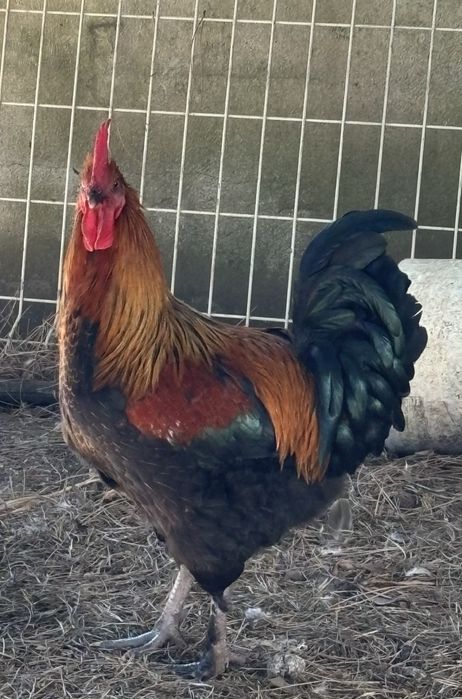 Galos raça maran