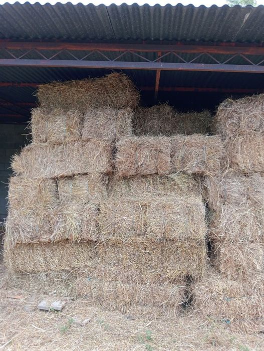 Fardos de palha feno
