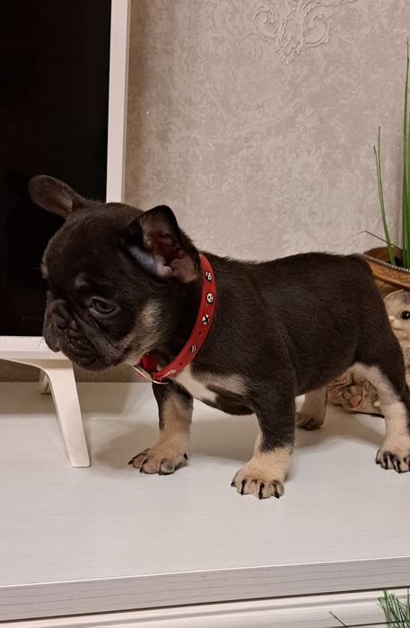 Ексклюзивні малюки