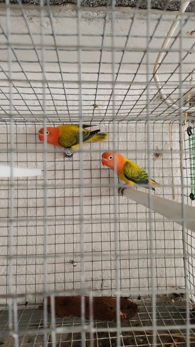 agapones para criar a mao