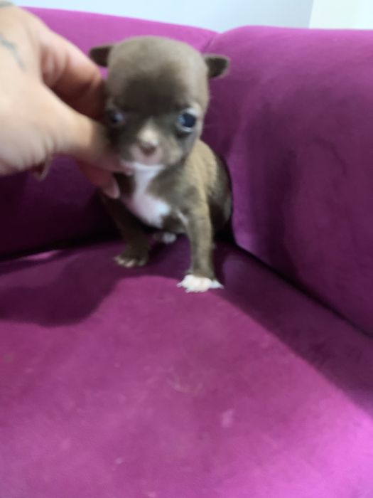 Dziewczynka chihuahua