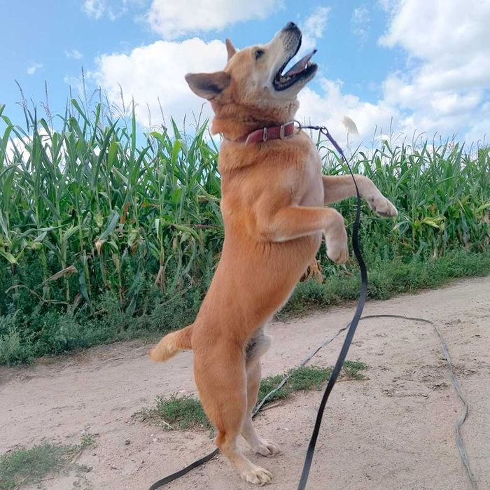 Baxter- prawie Akita w Potrzebie