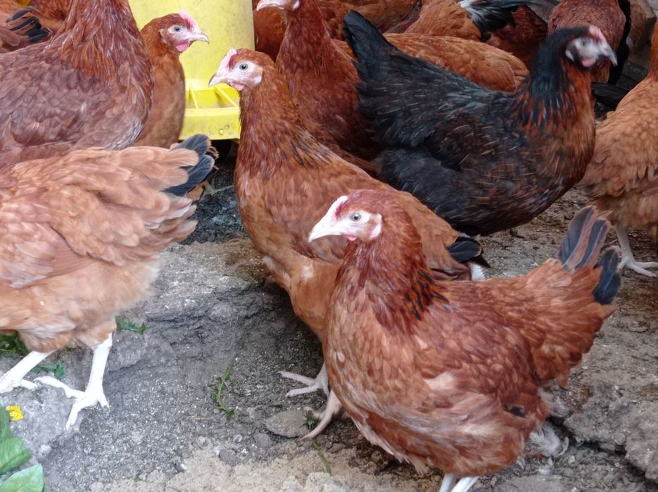 Kurki nioski młode kokoszki na jajko Rossa leghorn zielononóżki