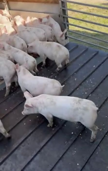 Реалізуємо поросят