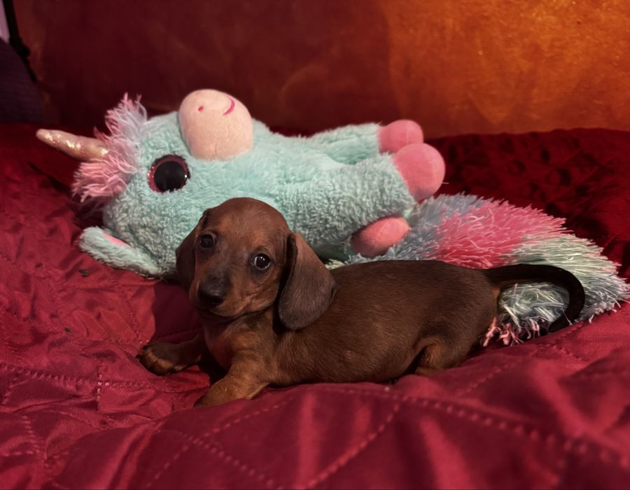 Jamnik miniaturowy/ kroliczy  piesek po Championach FCI