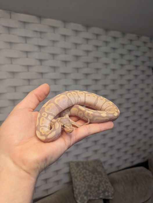 Wąż zbożowy odmiany banana Mystic