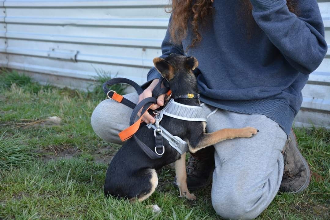 Mała sunia szuka domu - szczeniak do adopcji