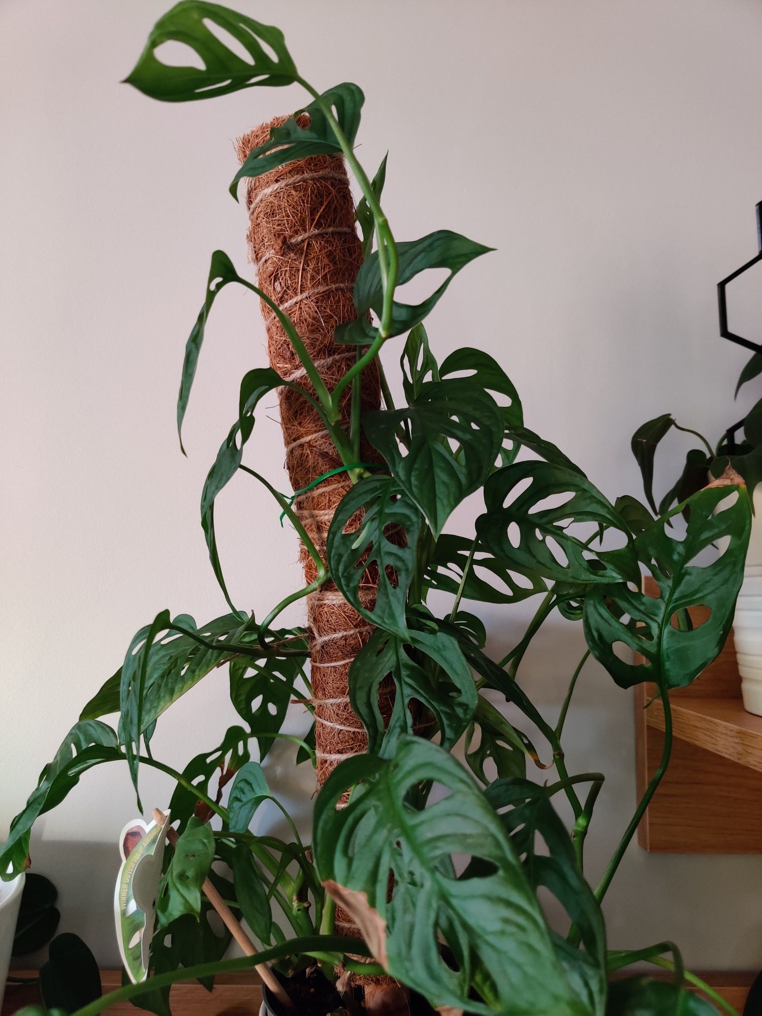 Monstera monkey mask sadzonka