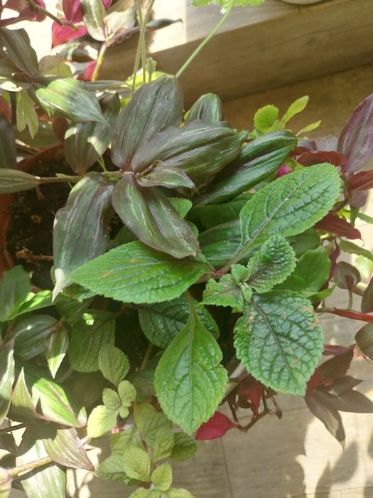 набором саджанці 15 штук  різних квітів пеларгонии,традесканция,плющ