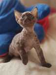 Devon Rex piękne kotka