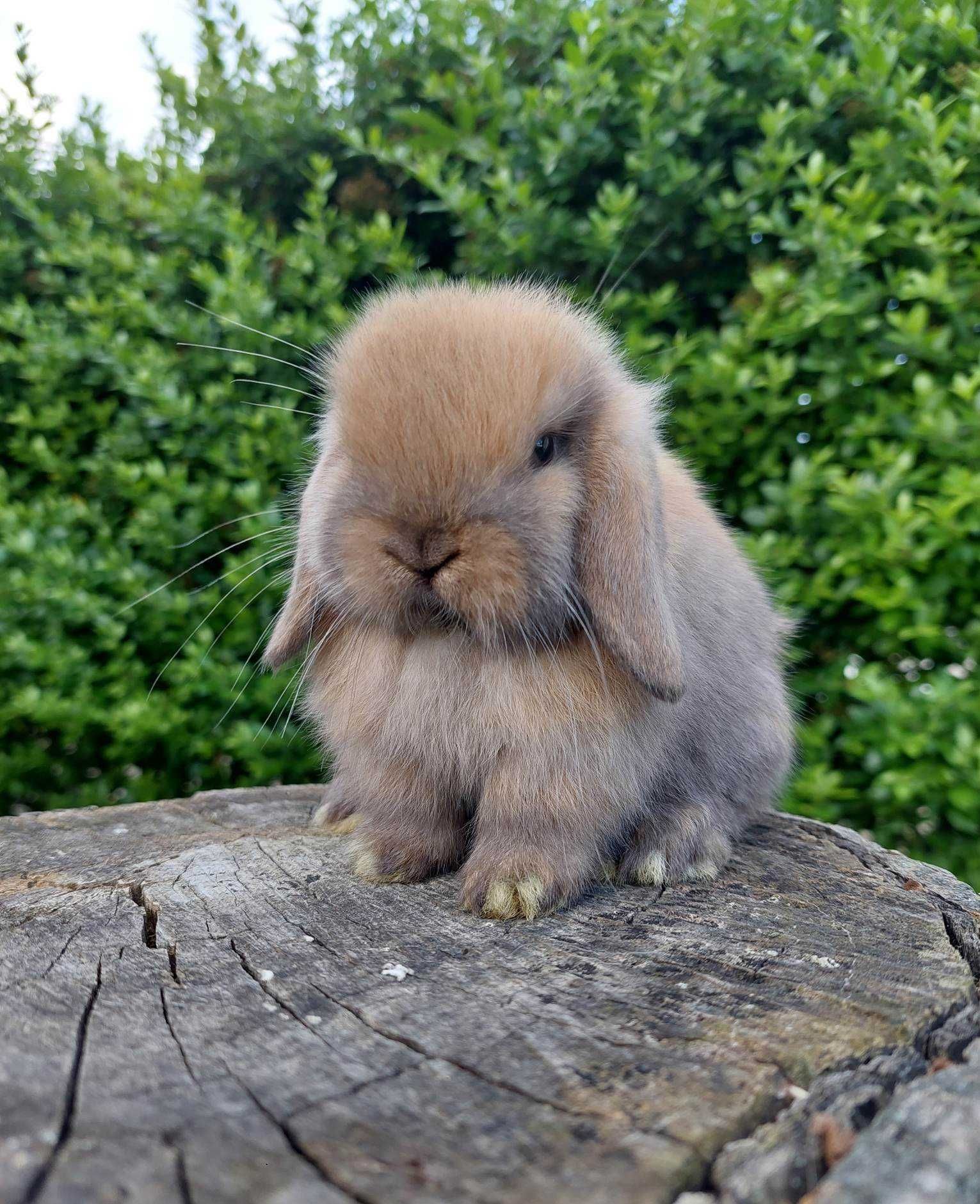 Mini lop karzełek Teddy hodowla