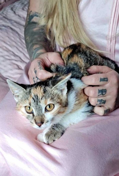 Tricolorka ok 4 miesięczna do adopcji kot kotka