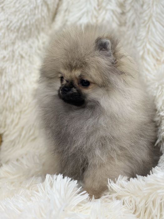 Mini mini dziewczynka pomeranian szpic miniaturowy
